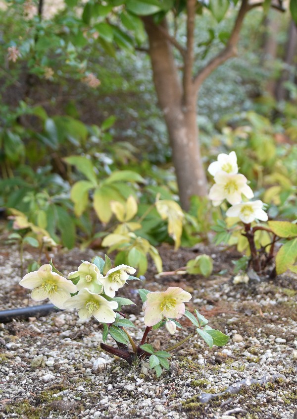 f:id:flowerTDR:20210215074440j:image