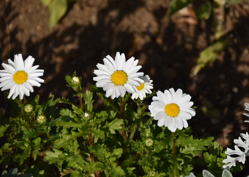 f:id:flowerTDR:20210216094612j:plain