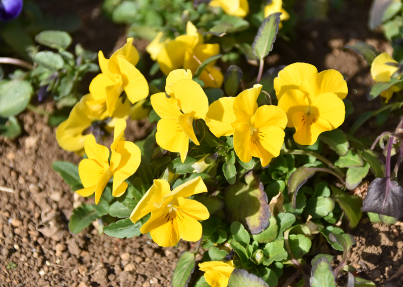 f:id:flowerTDR:20210216094630j:plain