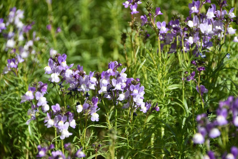 f:id:flowerTDR:20210217080228j:image