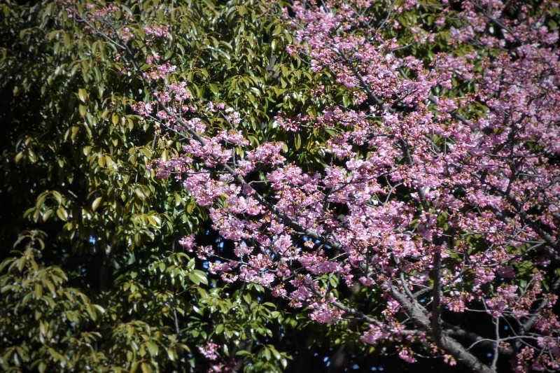 f:id:flowerTDR:20210218102236j:image