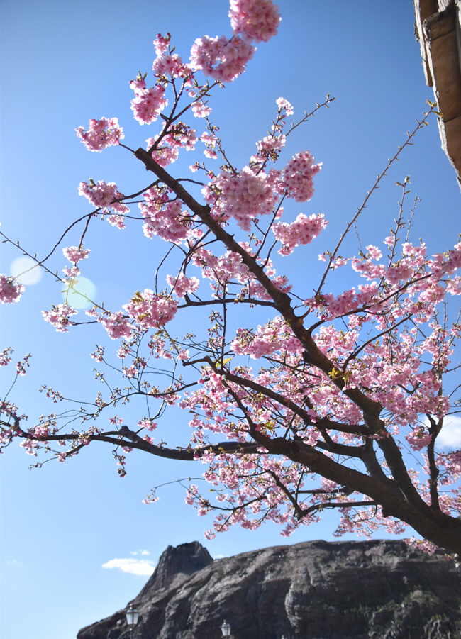 f:id:flowerTDR:20210219090723j:plain