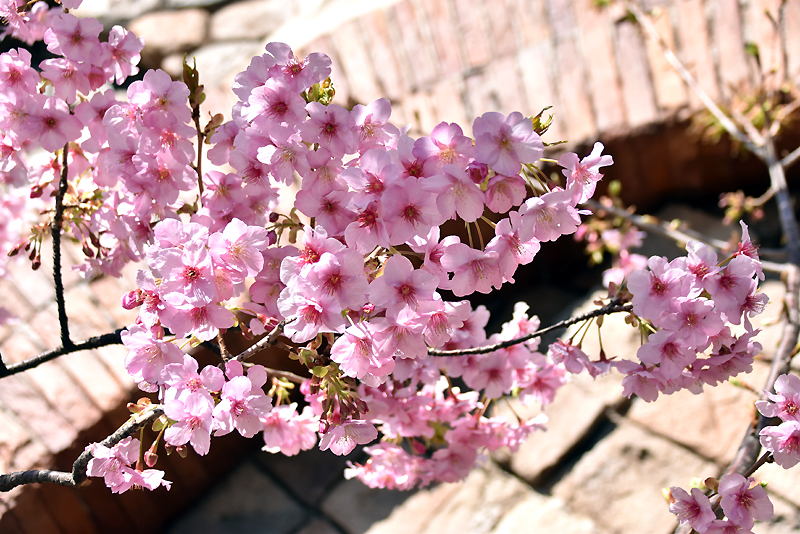 f:id:flowerTDR:20210219090857j:plain