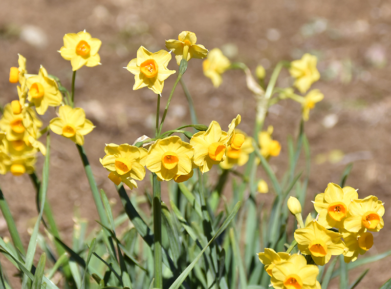 f:id:flowerTDR:20210220083552j:plain