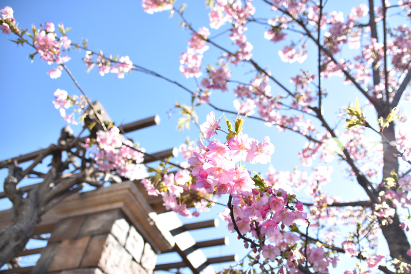 f:id:flowerTDR:20210221100126j:plain