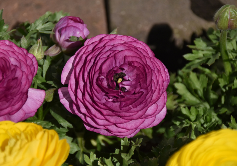 f:id:flowerTDR:20210223003631j:plain