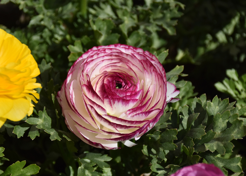 f:id:flowerTDR:20210223003643j:plain