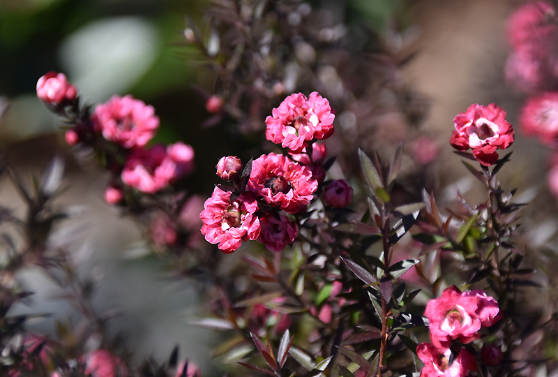 f:id:flowerTDR:20210223222955j:plain