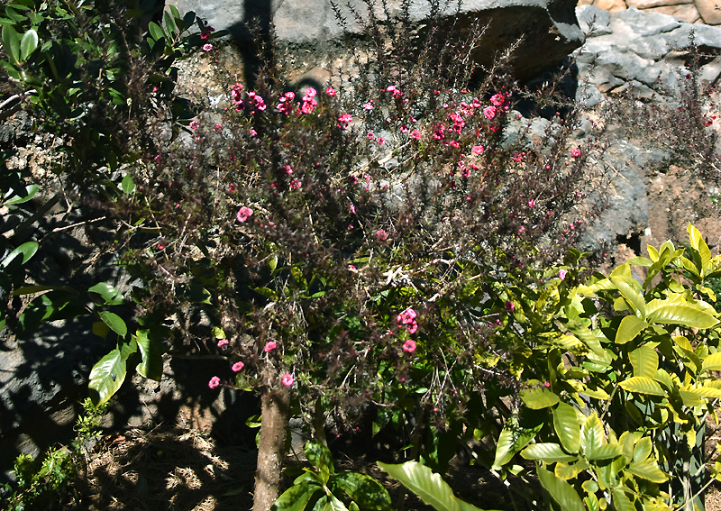f:id:flowerTDR:20210223223004j:plain