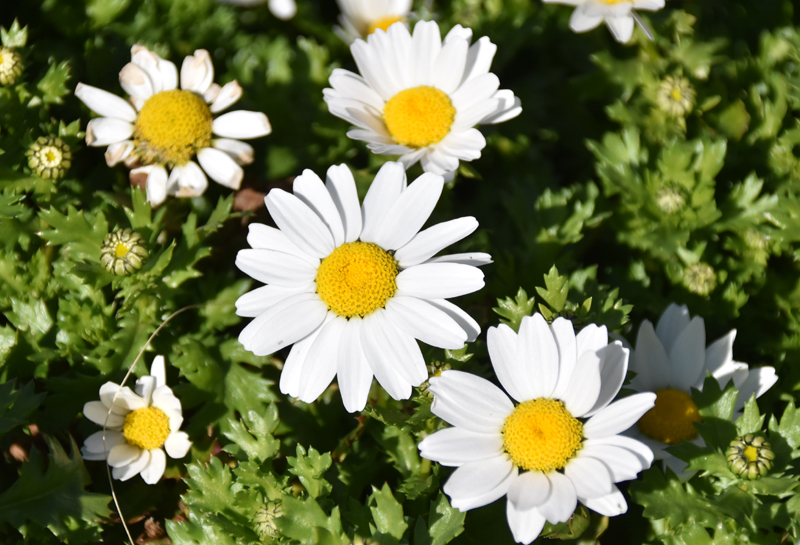 f:id:flowerTDR:20210227002439j:plain