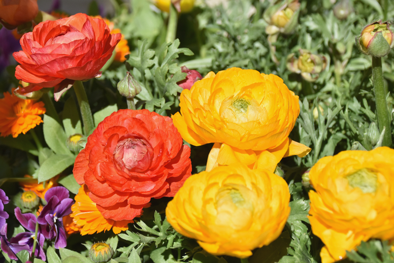f:id:flowerTDR:20210307081609j:plain