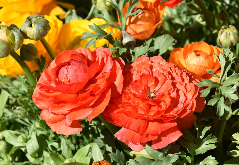 f:id:flowerTDR:20210307081900j:plain