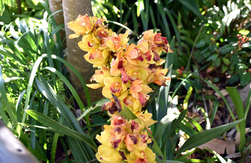 f:id:flowerTDR:20210311103638j:plain