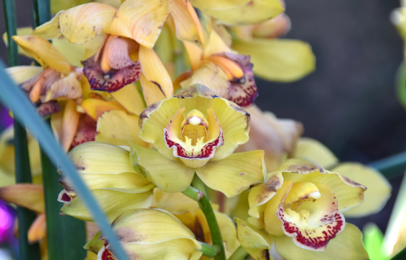 f:id:flowerTDR:20210311103824j:plain