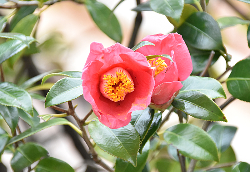 f:id:flowerTDR:20210401082232j:plain