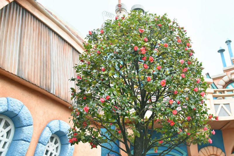 f:id:flowerTDR:20210401084454j:image