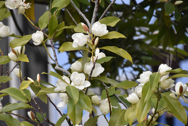 f:id:flowerTDR:20210402090405j:plain