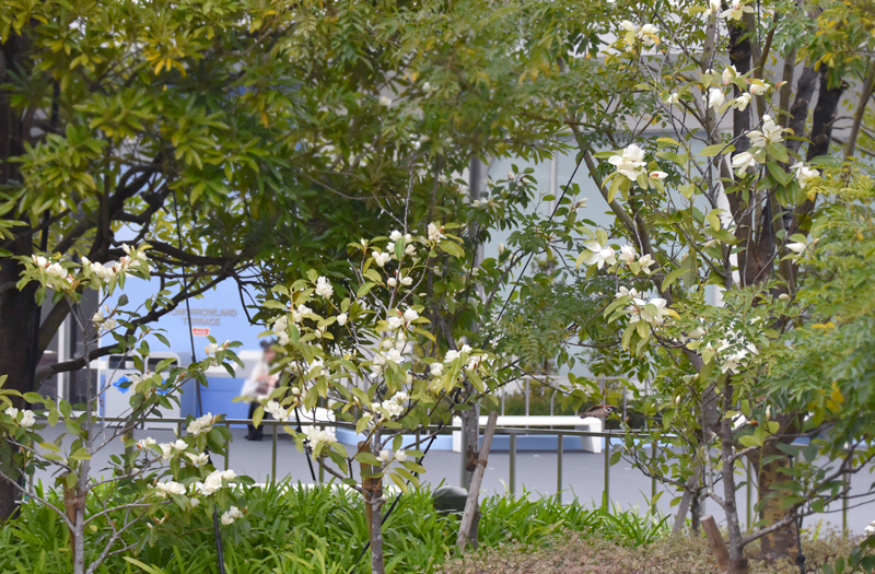 f:id:flowerTDR:20210402090437j:plain