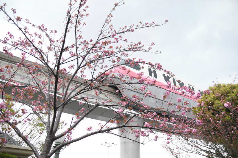 f:id:flowerTDR:20210403084831j:plain