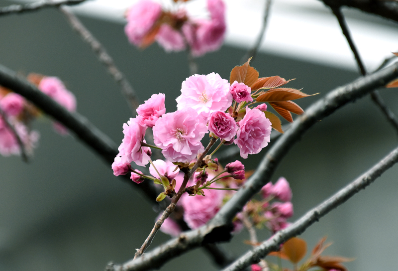 f:id:flowerTDR:20210403084843j:plain