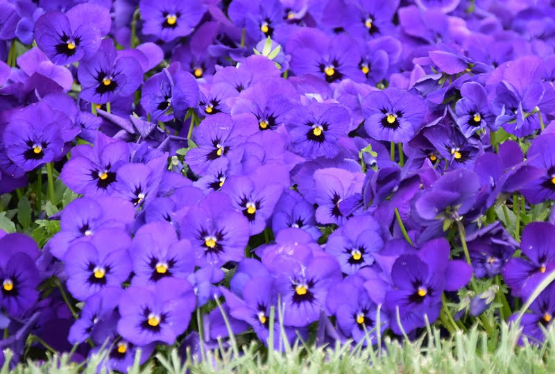 f:id:flowerTDR:20210404084503j:image