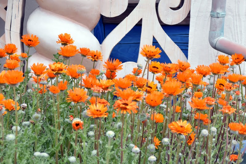 f:id:flowerTDR:20210404084514j:image