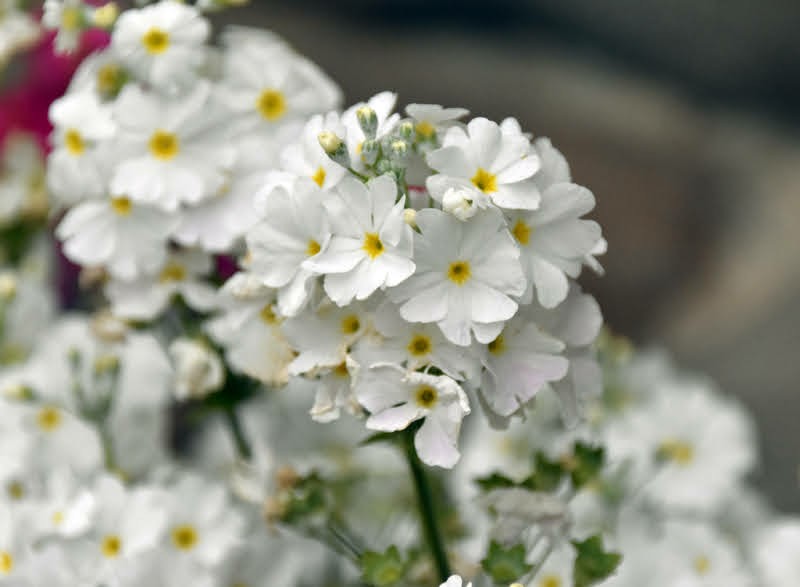 f:id:flowerTDR:20210406085537j:image