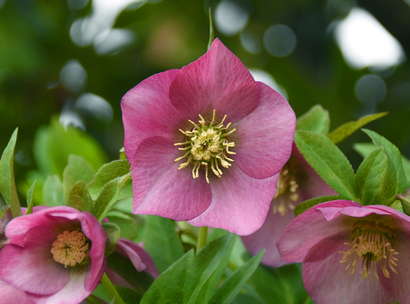 f:id:flowerTDR:20210407080224j:plain