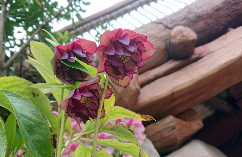 f:id:flowerTDR:20210407080238j:plain