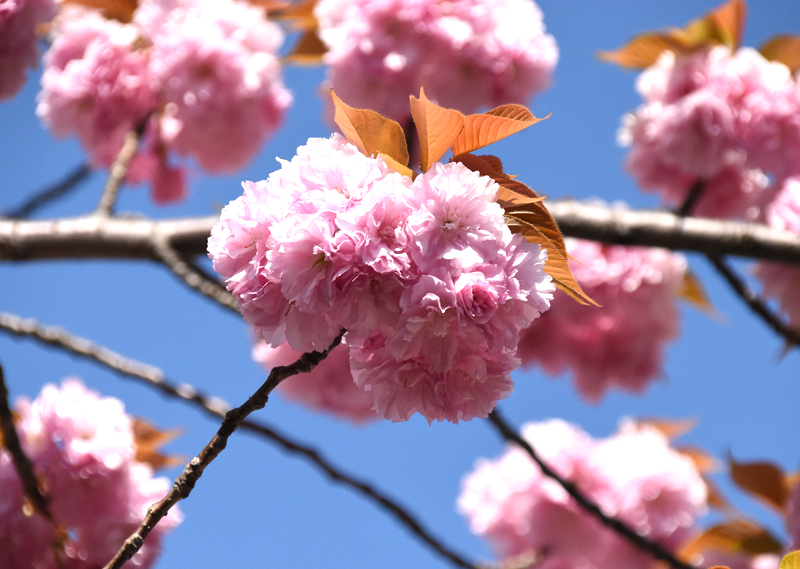 f:id:flowerTDR:20210408081510j:plain
