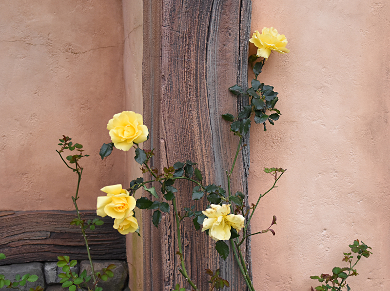 f:id:flowerTDR:20210410103903j:plain