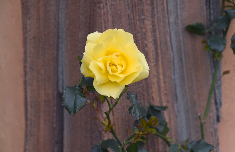 f:id:flowerTDR:20210410103915j:plain