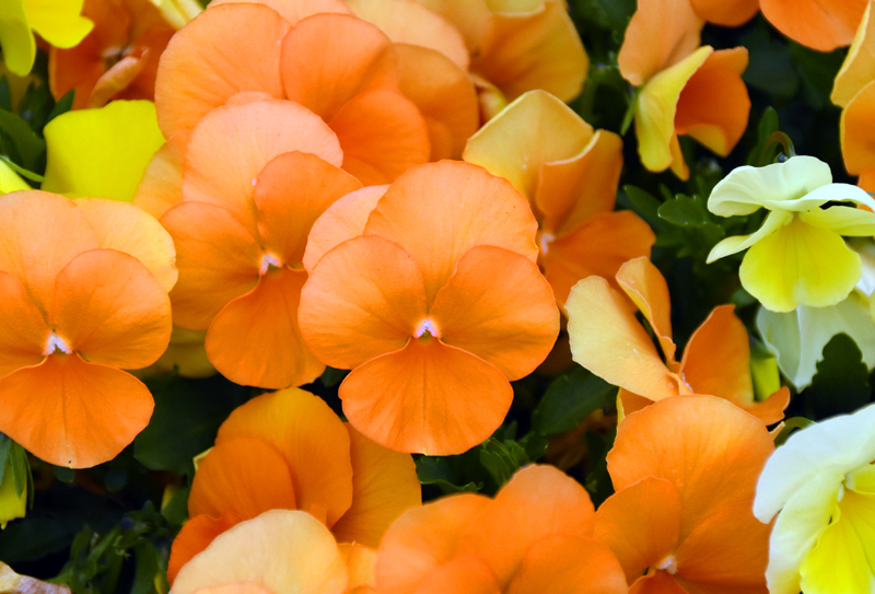 f:id:flowerTDR:20210411083616j:plain