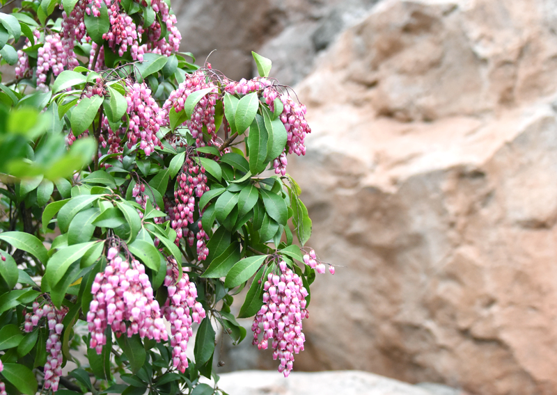 f:id:flowerTDR:20210412082418j:plain