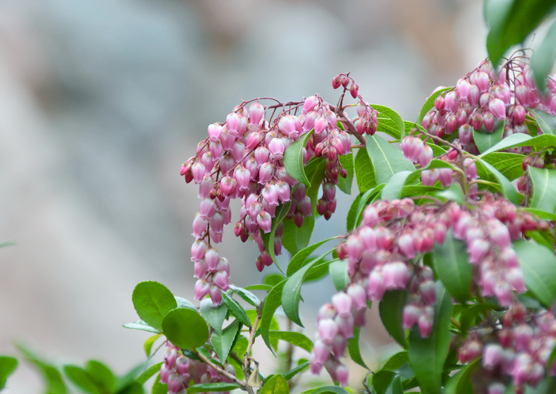 f:id:flowerTDR:20210412082439j:plain