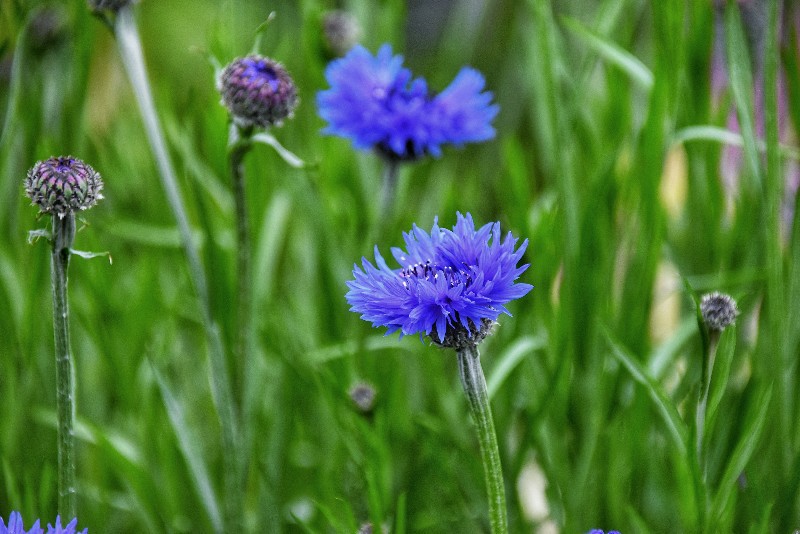 f:id:flowerTDR:20210413092803j:image