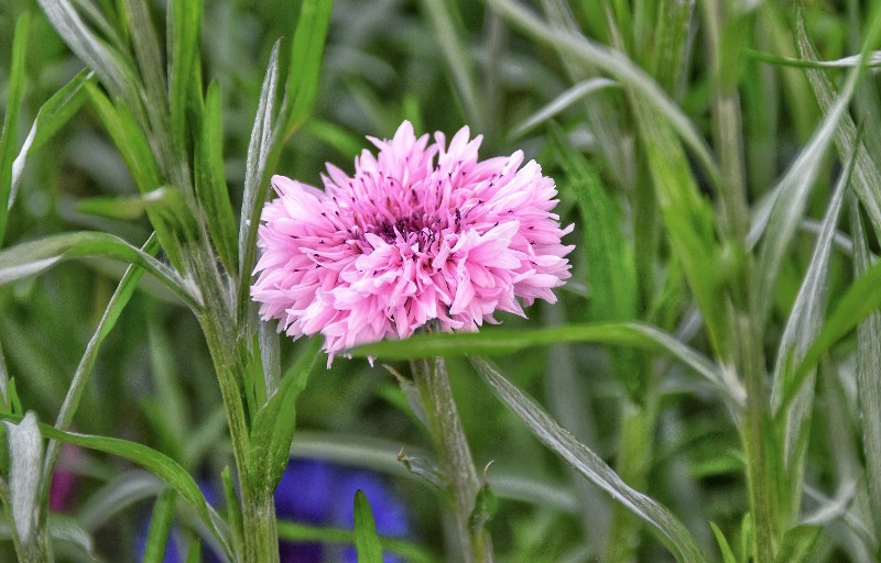 f:id:flowerTDR:20210413092809j:image