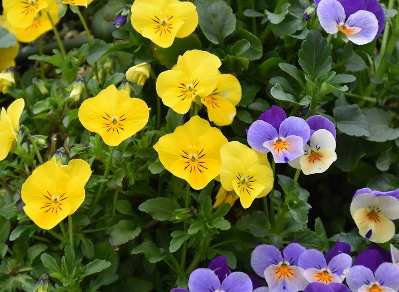f:id:flowerTDR:20210417085326j:plain
