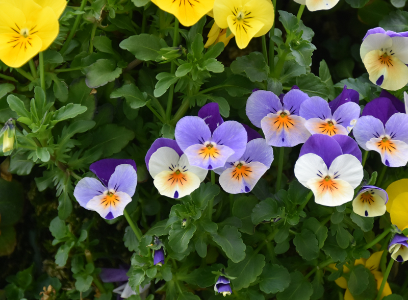 f:id:flowerTDR:20210417085935j:plain