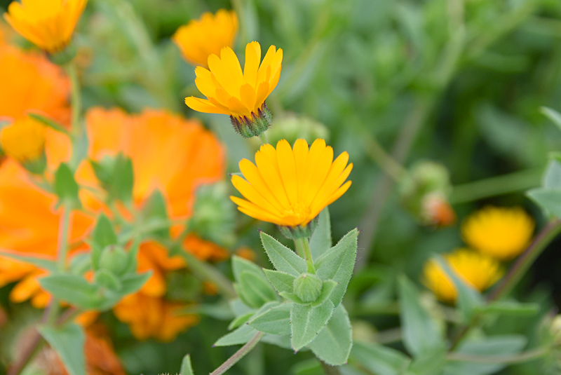 f:id:flowerTDR:20210419083610j:plain