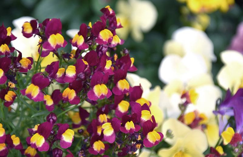f:id:flowerTDR:20210420083327j:plain