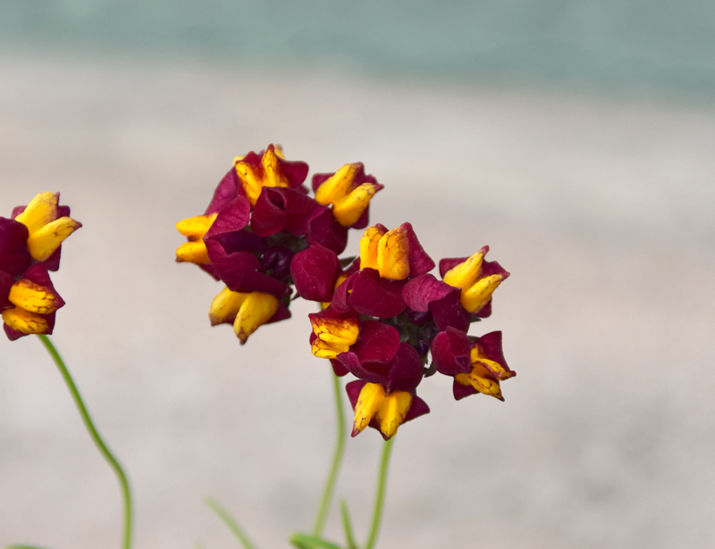 f:id:flowerTDR:20210420083337j:plain