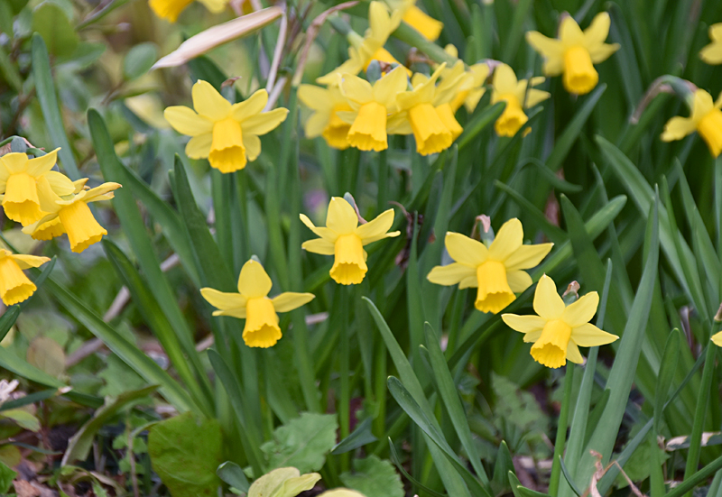 f:id:flowerTDR:20210421080426j:plain