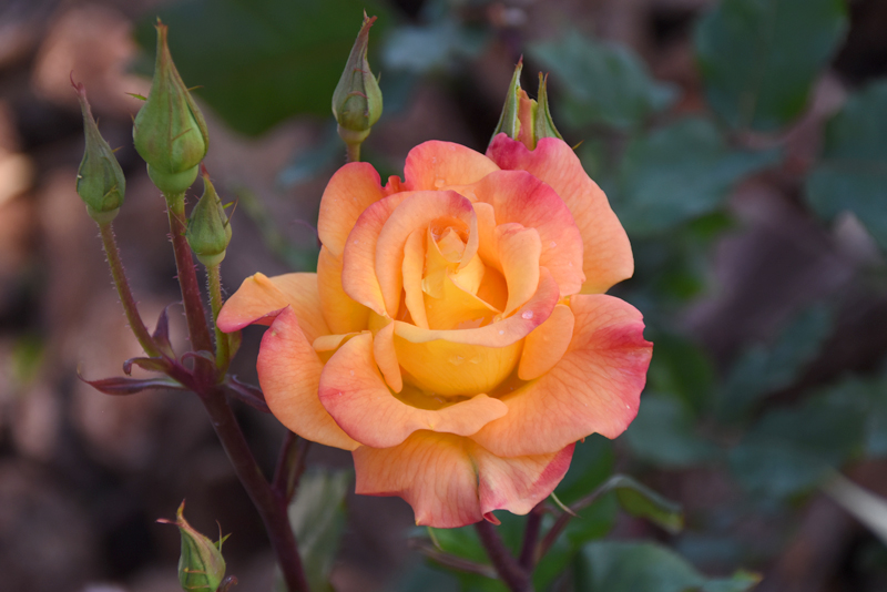 f:id:flowerTDR:20210425121028j:plain
