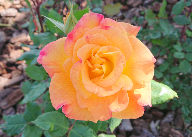 f:id:flowerTDR:20210425121042j:plain