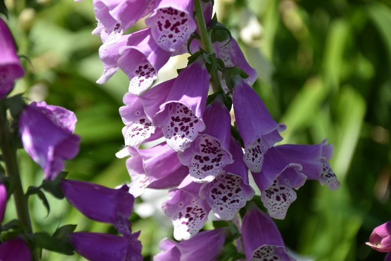 f:id:flowerTDR:20210426090543j:image