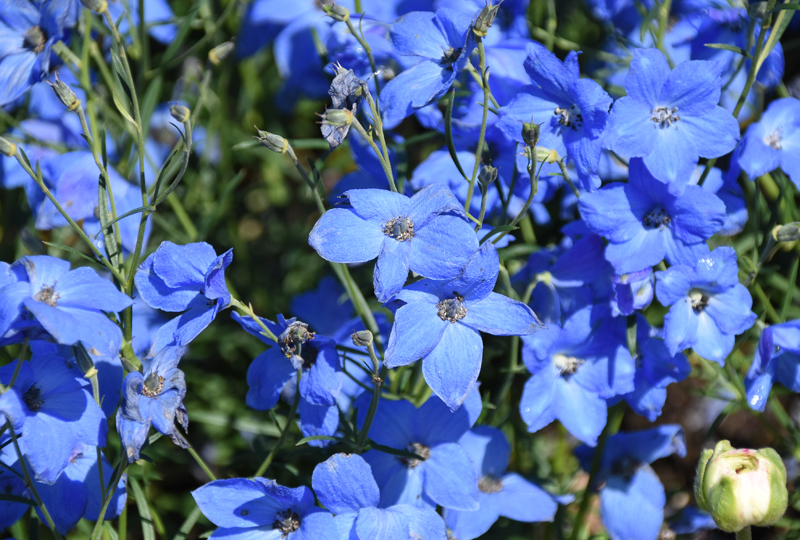f:id:flowerTDR:20210427055628j:plain
