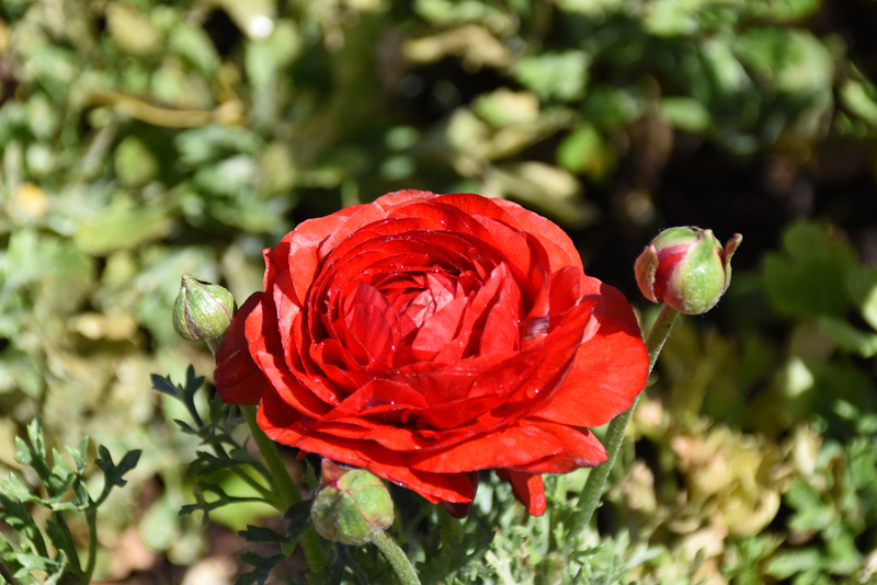 f:id:flowerTDR:20210427055735j:plain