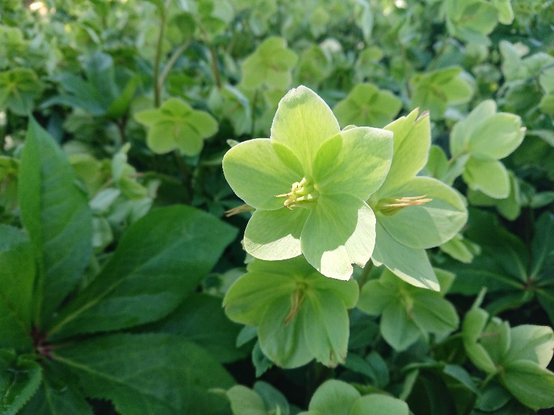 f:id:flowerTDR:20210428090011j:image