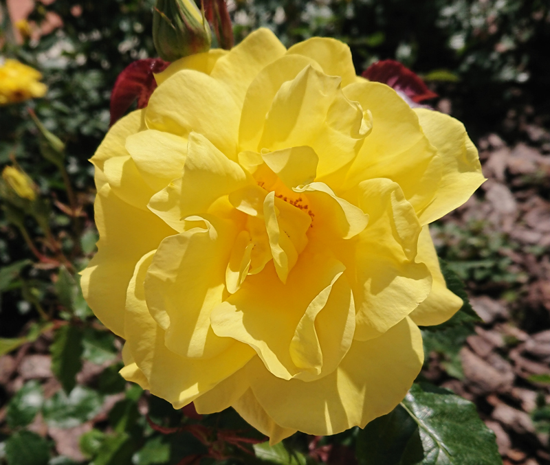 f:id:flowerTDR:20210428233501j:plain